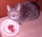 cat eating goji